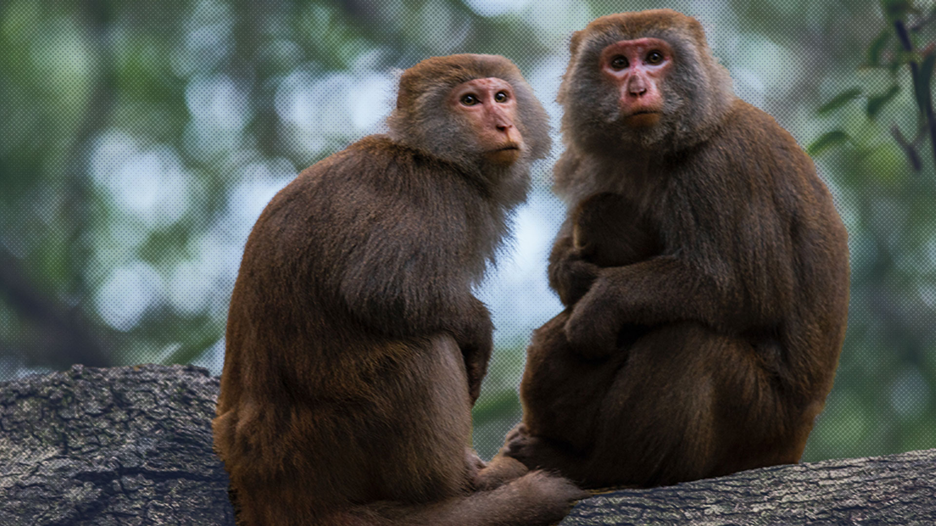 Two primates sitting on a branch