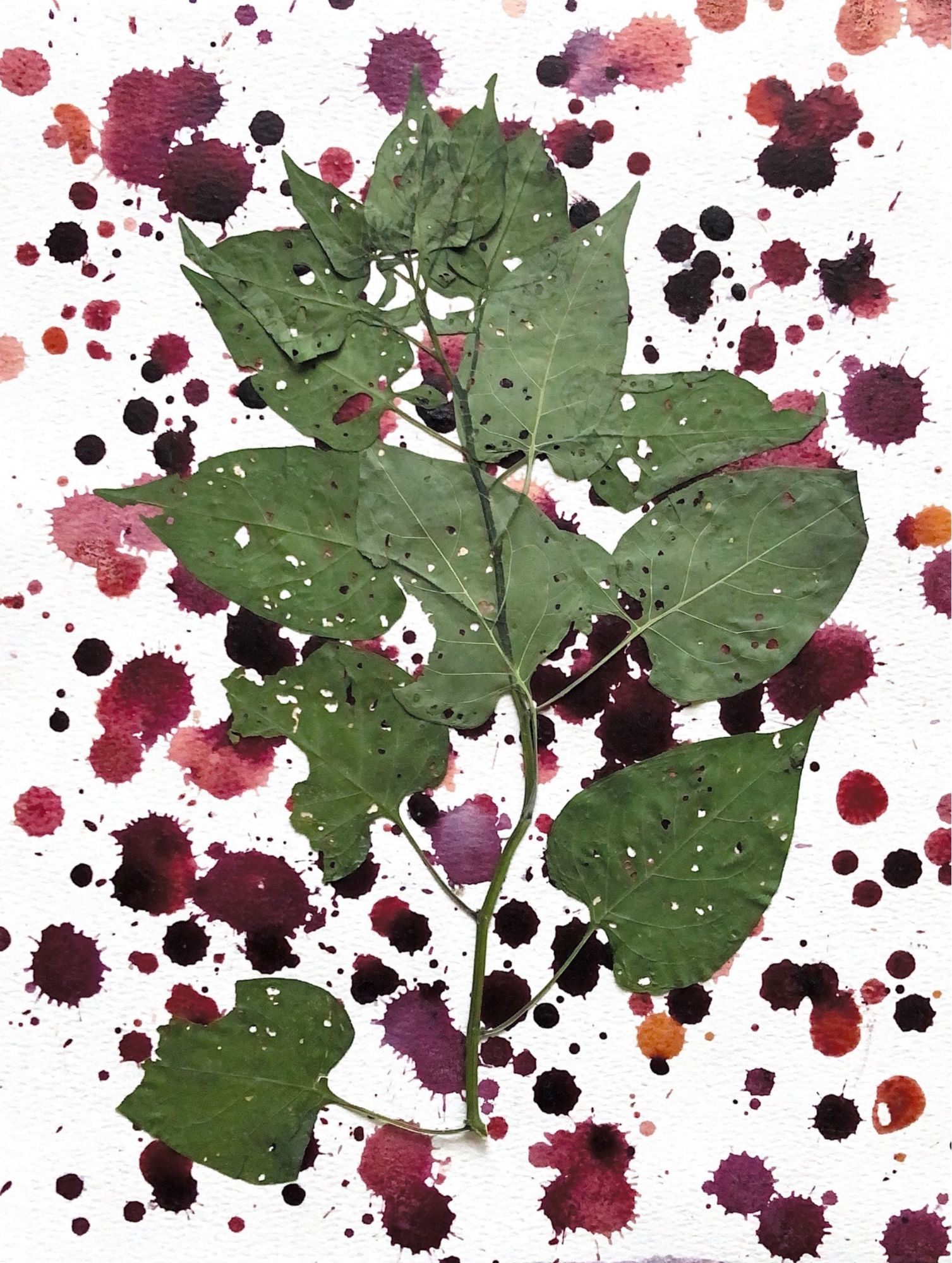 nightshae plant on a paper with paint splatters of different shades of red on the paper behind