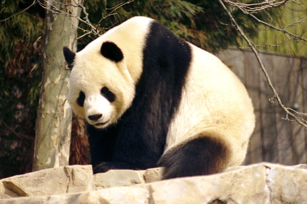 A giant panda standing on a rock at the National Zoo in Washington D.C.